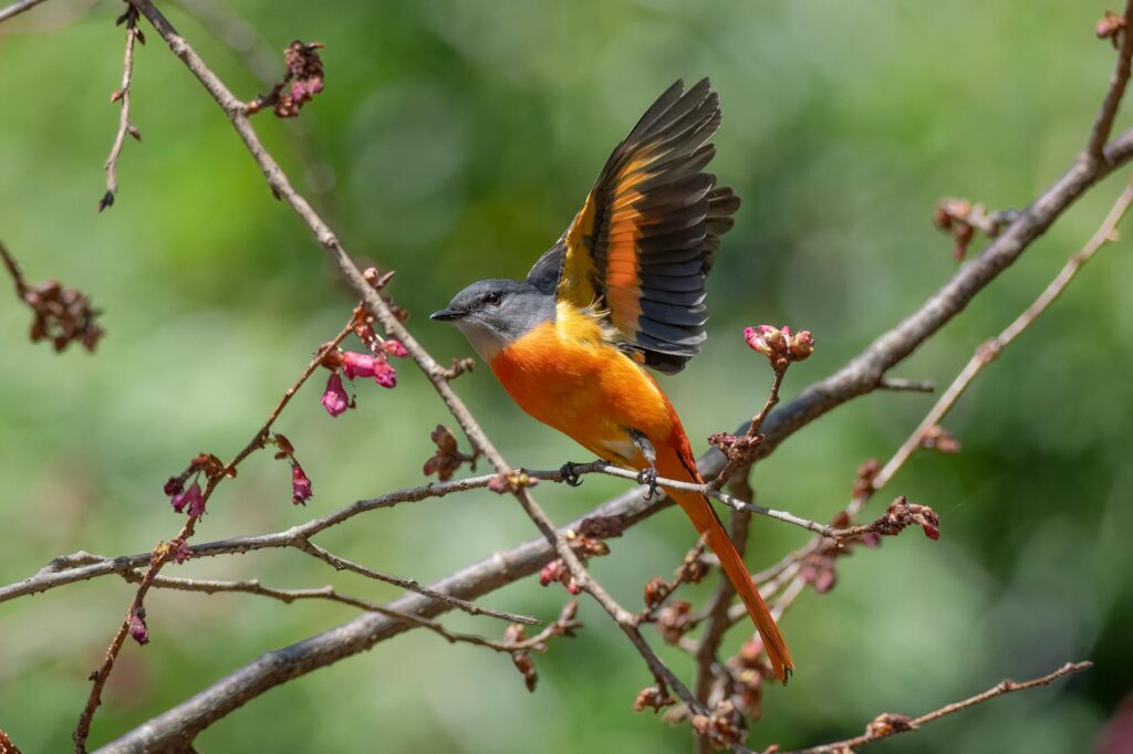 A stunning Grey-Chinned Minivet sits gracefully, showcasing its vibrant plumage among budding branches.