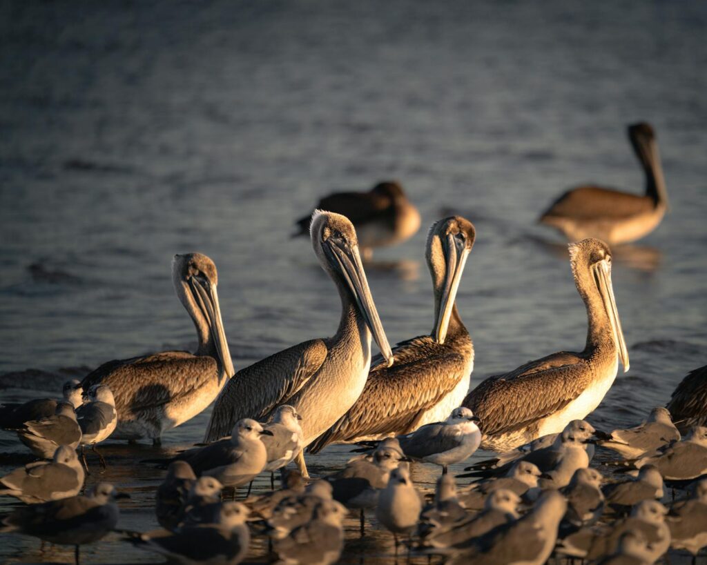 A serene scene of brown pelicans and seagulls gathered at the water's edge during sunset.