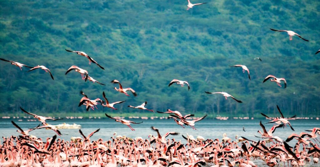 A stunning flock of flamingos at Lake Nakuru in Kenya, showcasing vibrant plumage against lush greenery.